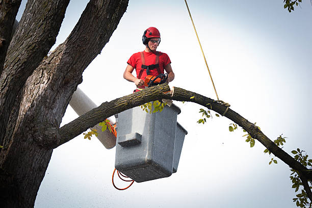 Best Palm Tree Trimming  in Ashland City, TN